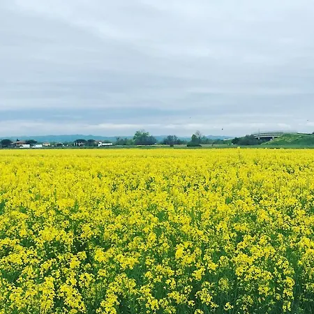 La Mimosa